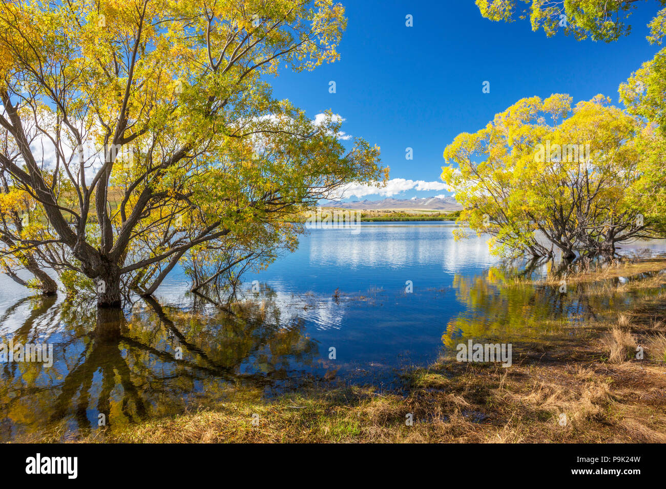 New Zealand Landscape of Lake Mcgregor a high country, willow-lined lake in the Mackenzie Basin near Tekapo township South Island New Zealand Stock Photo