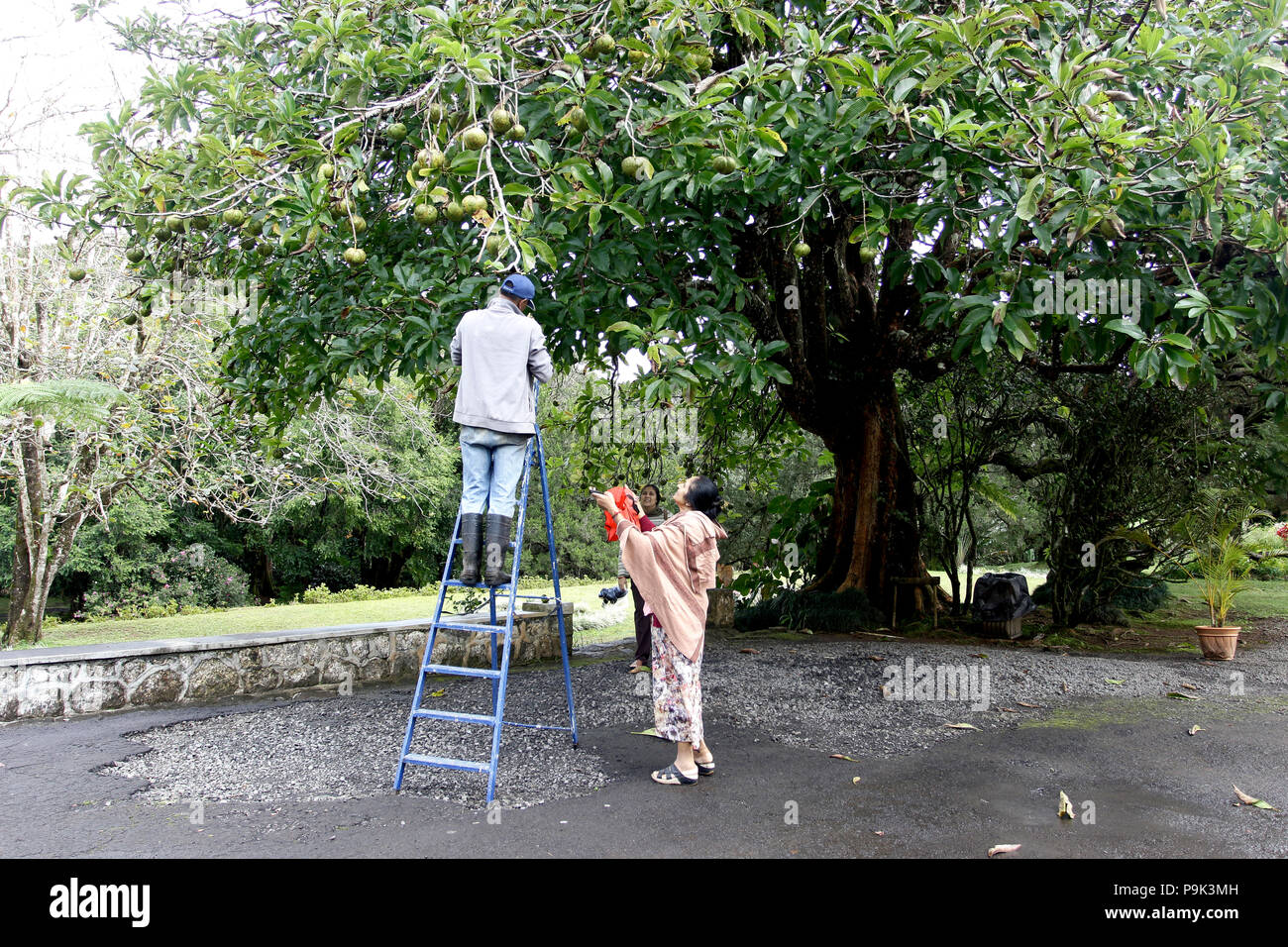 Le Domaine des Aubineaux.Curepipe Stock Photo