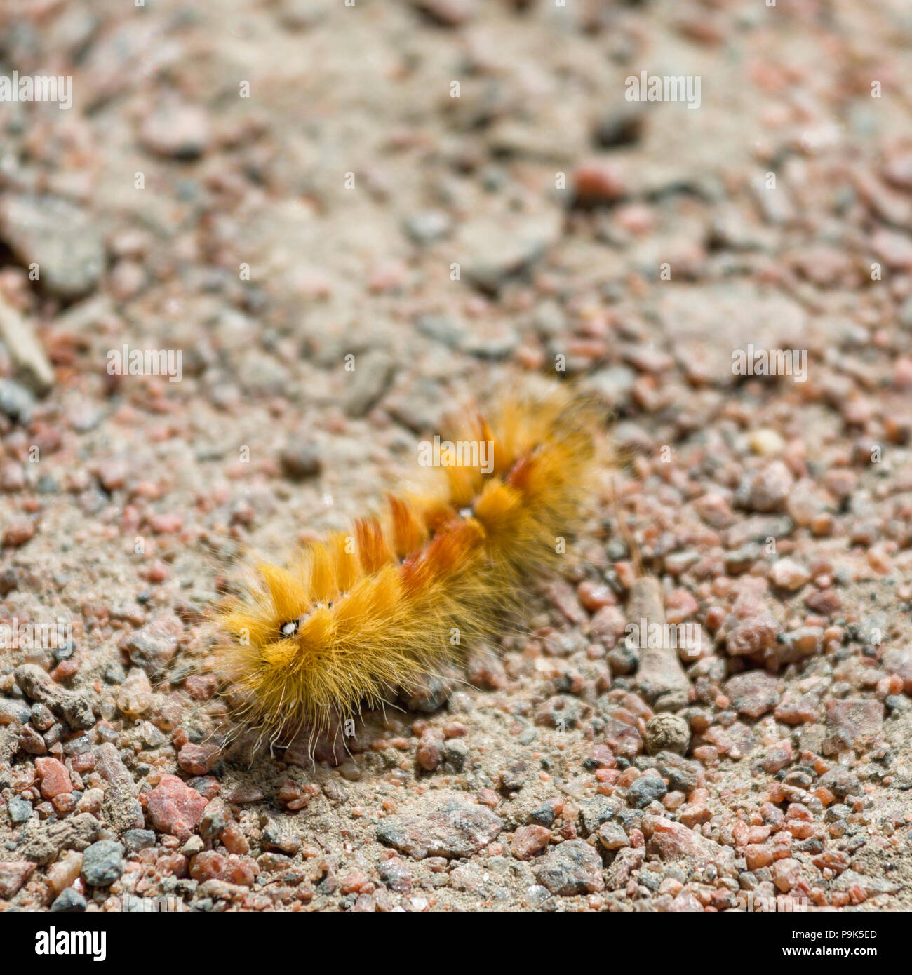 STORA AMUNDÖN, SWEDEN - JULY 16 2018: Close up macro view of yellow hairy caterpillar larvae Lepidopteraon outdoors with coarse sand ground background Stock Photo