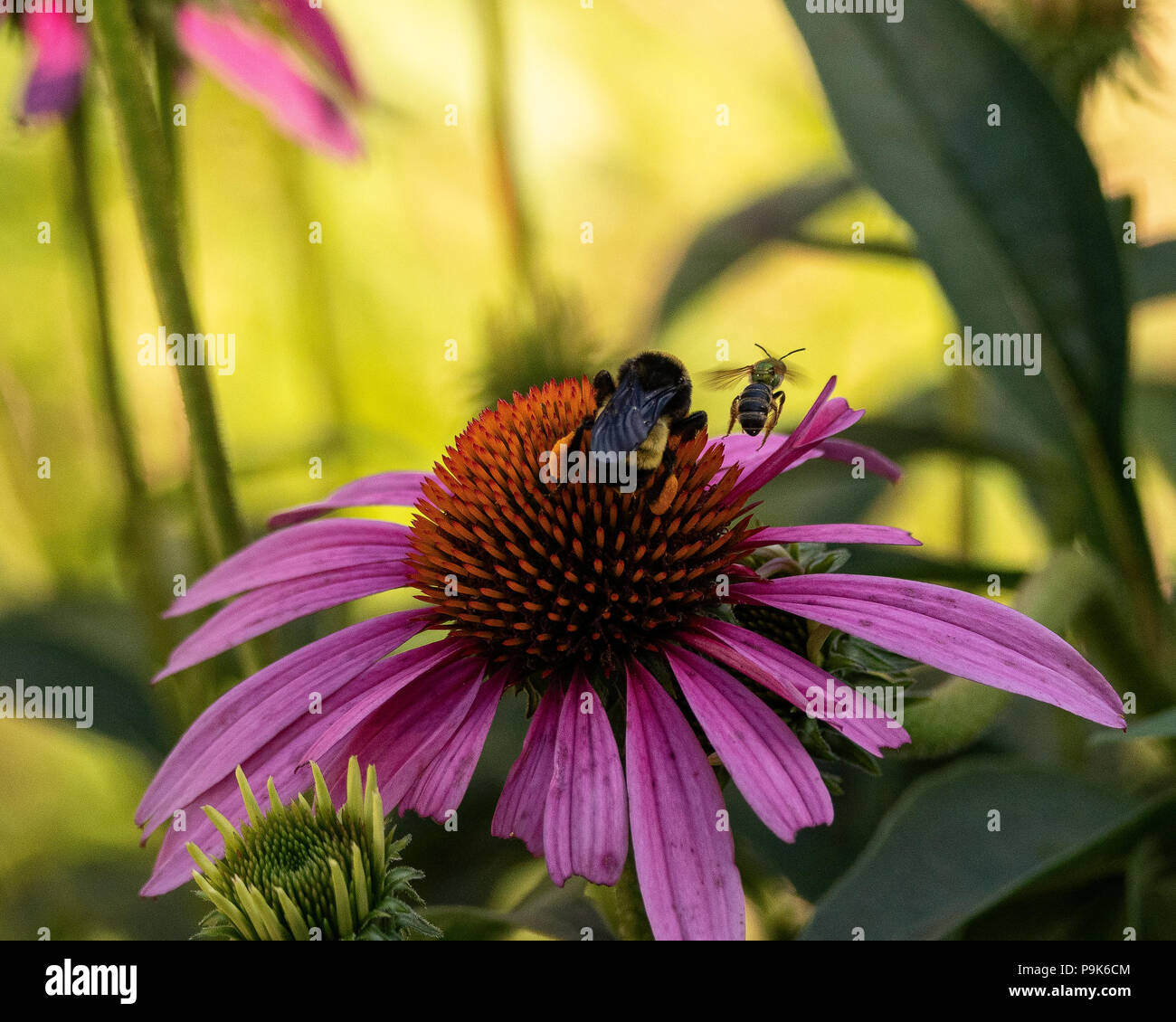 Bee In Flight - Purple Cone Flower - Bee Flying Above Flower. Hovering in place getting nectar for its colony. Purple Flower, Insect In Garden. Stock Photo