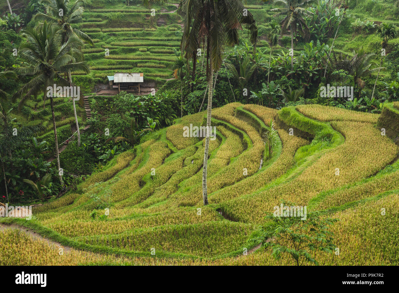 Tegalalang Ceking rice terraces in Ubud, Bali Stock Photo - Alamy