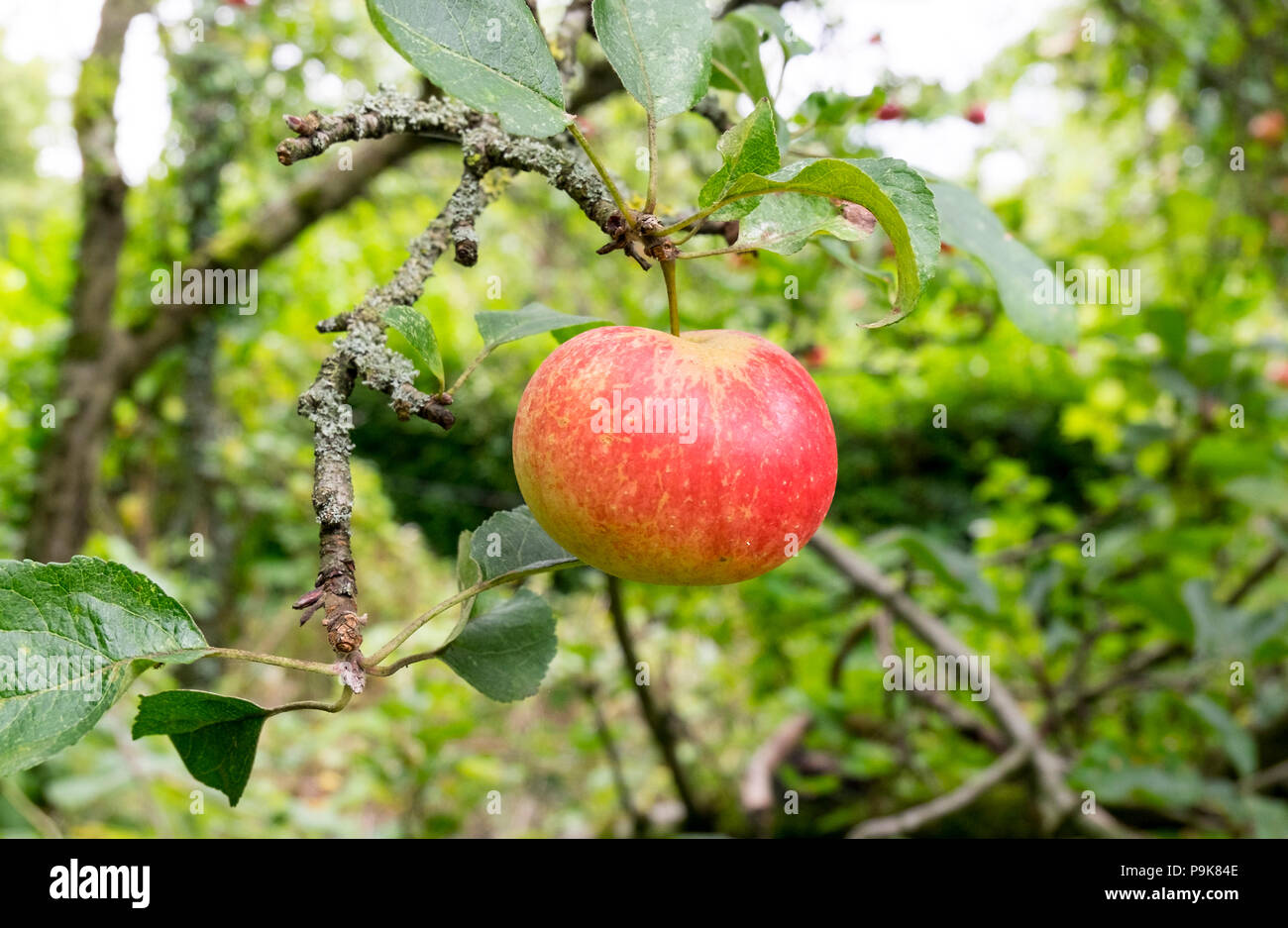 Isolated red Discovery apple ready to pick Stock Photo
