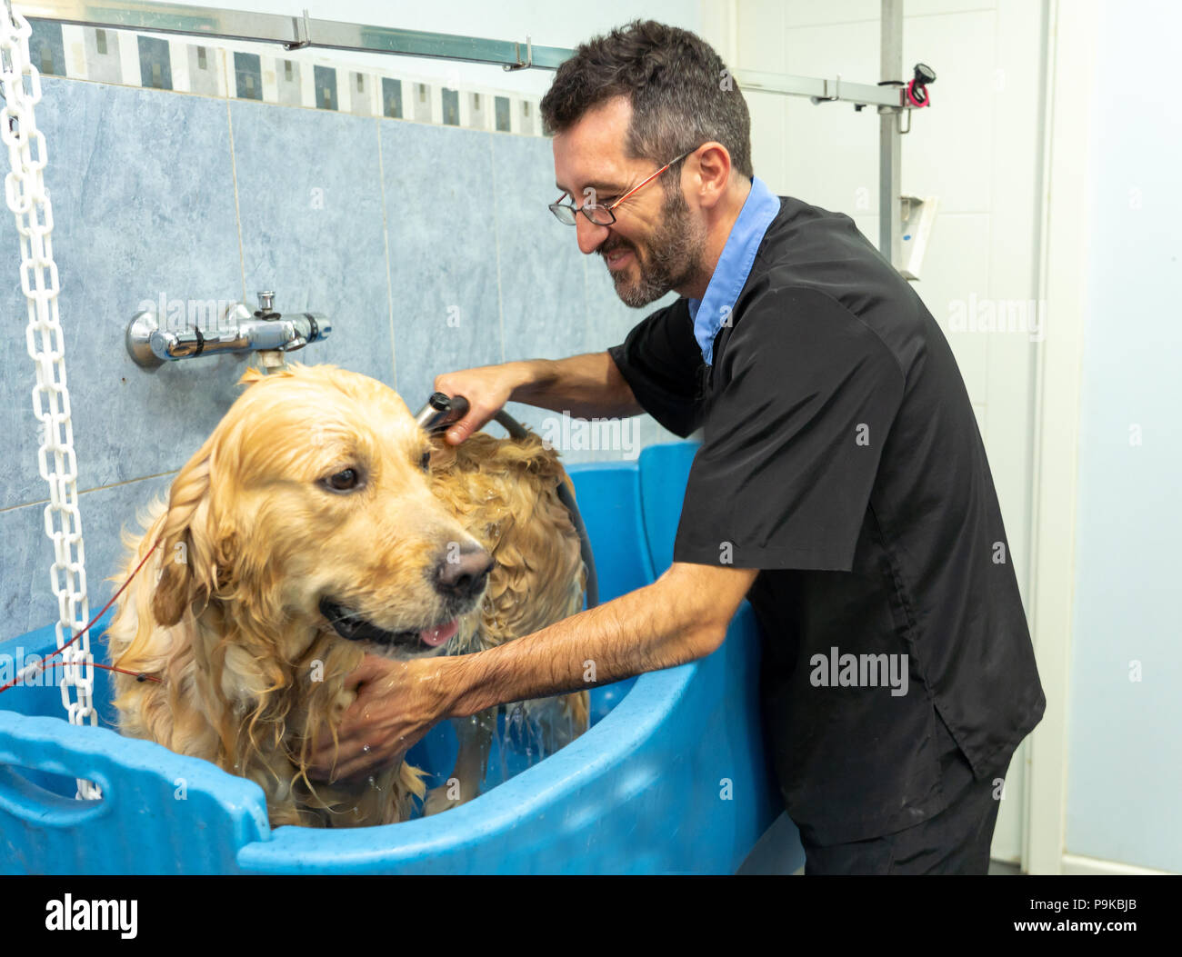 male pet groomer washing and cleaning a golden retriever in grooming salon  in keeping your animals clean and healthy concept Stock Photo - Alamy