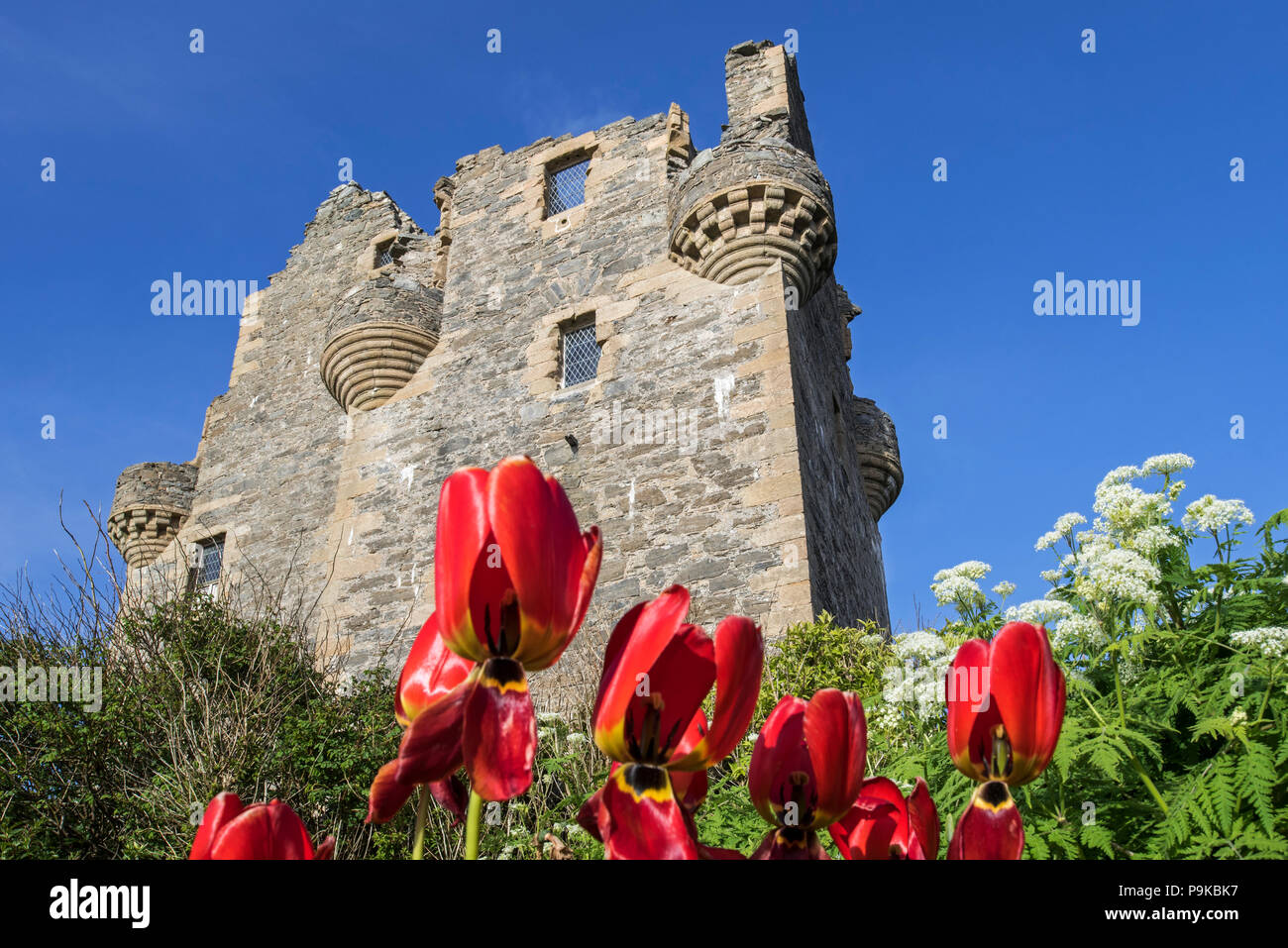 17th century Scalloway Castle, tower house in Scalloway on the Mainland, Shetland Islands, Scotland, UK Stock Photo