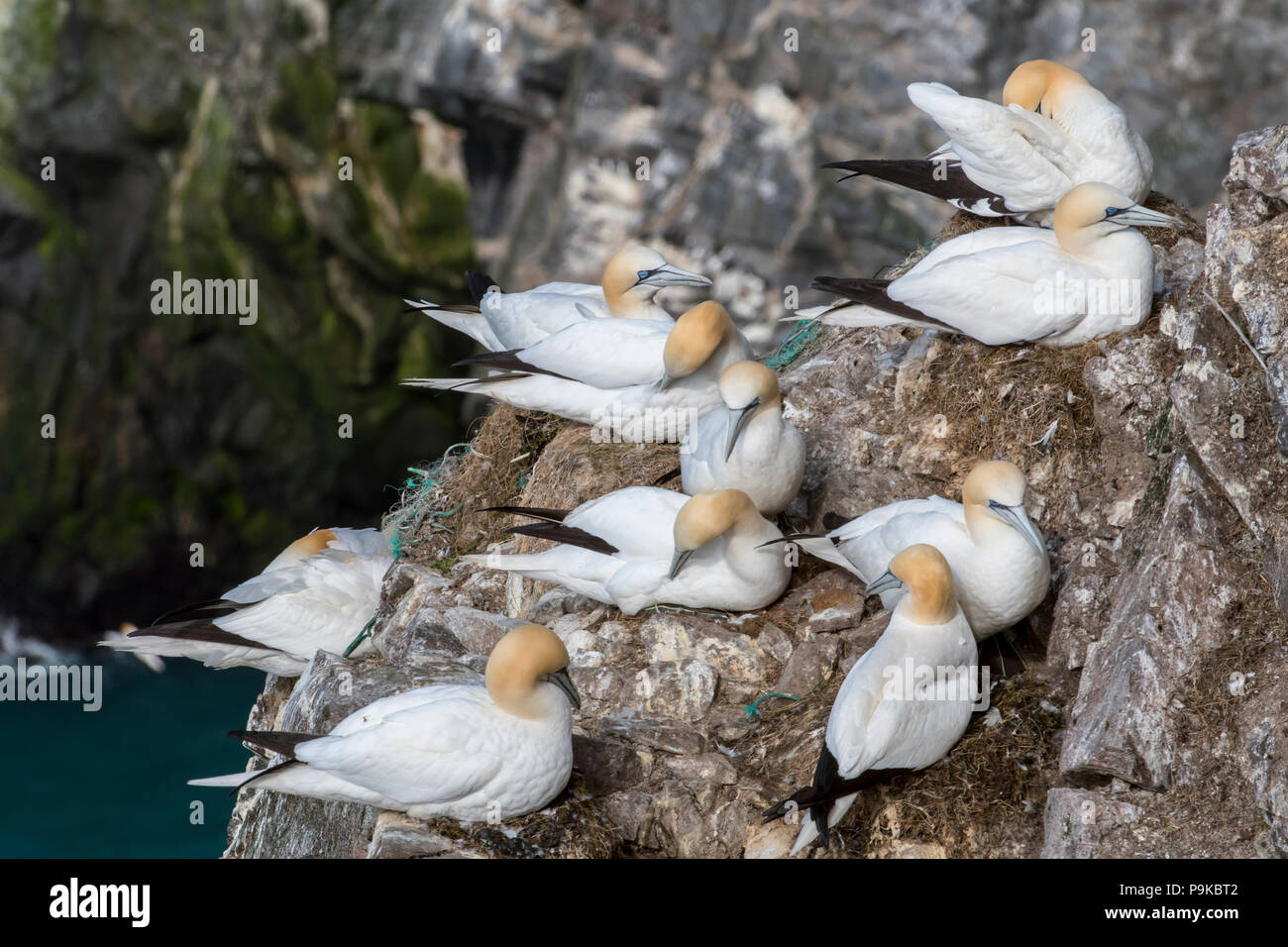 Northern gannets (Morus bassanus) breeding on nests made with parts of nylon fishing nets and ropes in sea cliff at seabird colony in spring Stock Photo