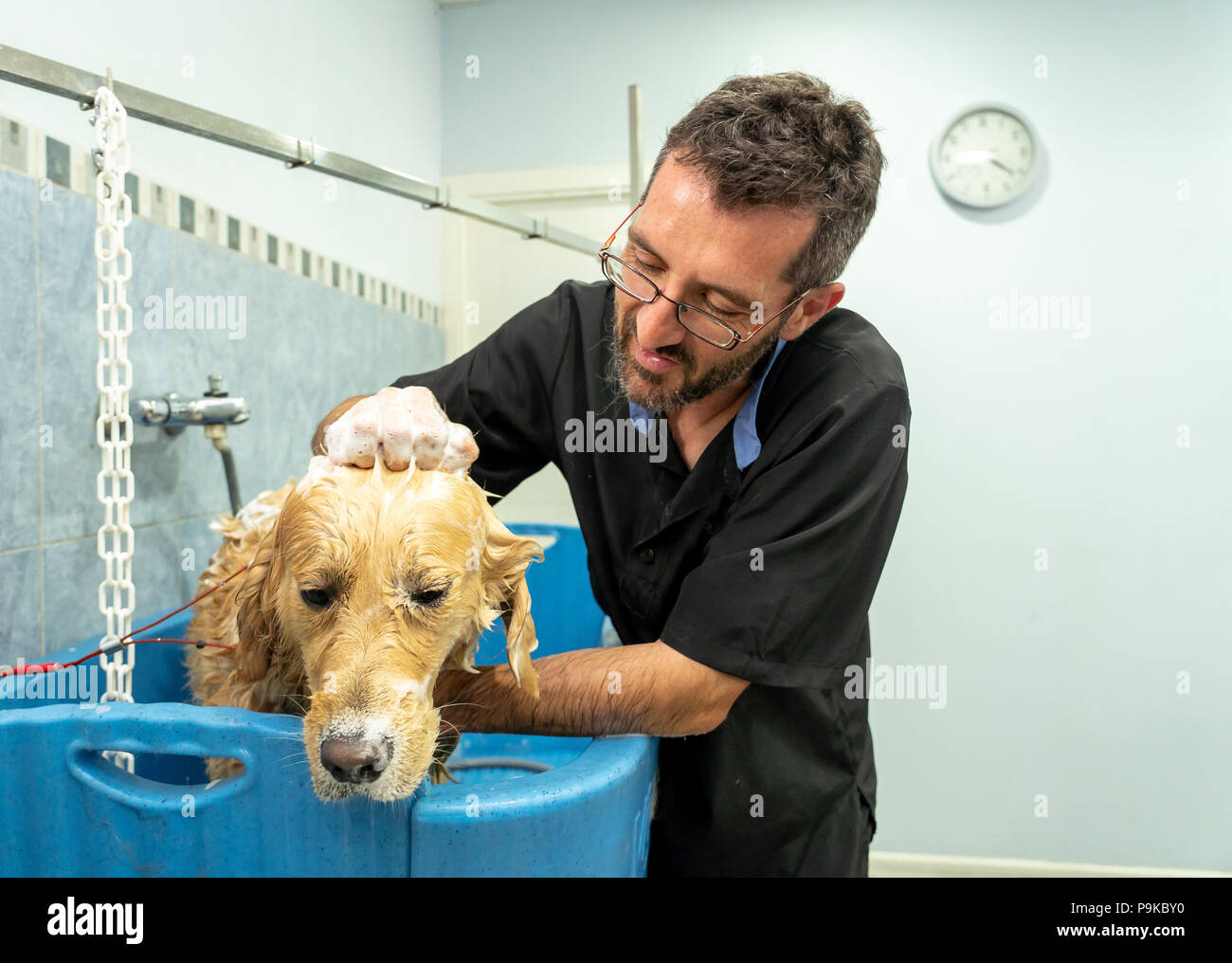 A closer look at Golden Retriever At Home Grooming Salons