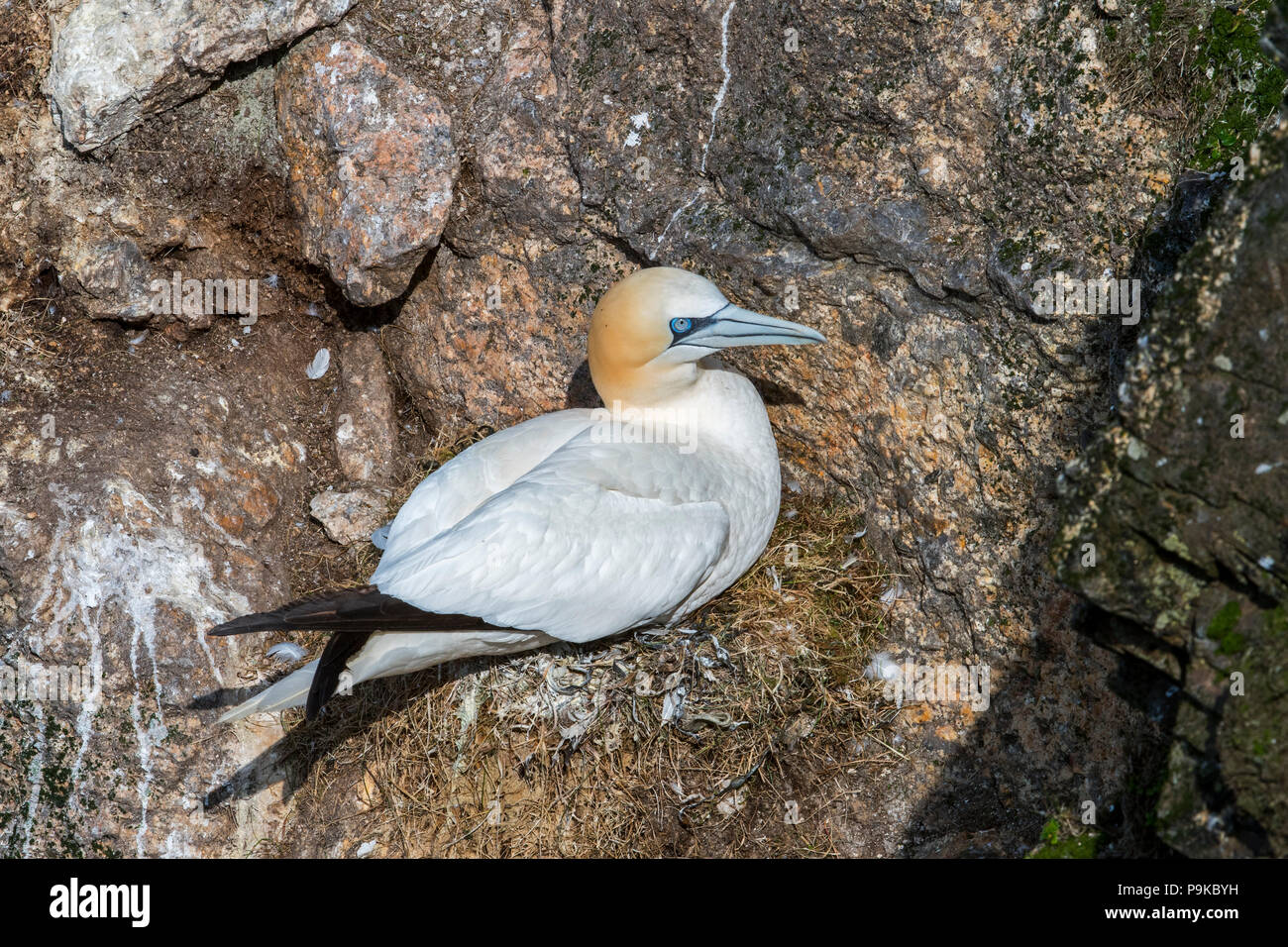 Northern gannet (Morus bassanus) at gannetry breeding on nest on rock ledge in sea cliff at seabird colony in spring, Scotland, UK Stock Photo