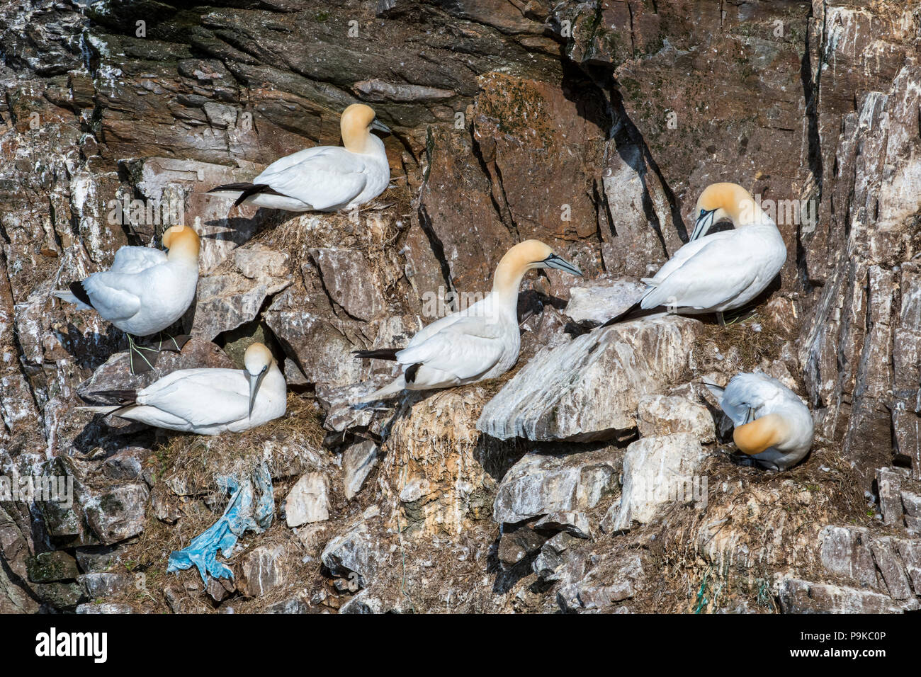 Northern gannets (Morus bassanus) breeding on nests partly made of discarded plastic waste in sea cliff at seabird colony in spring Stock Photo
