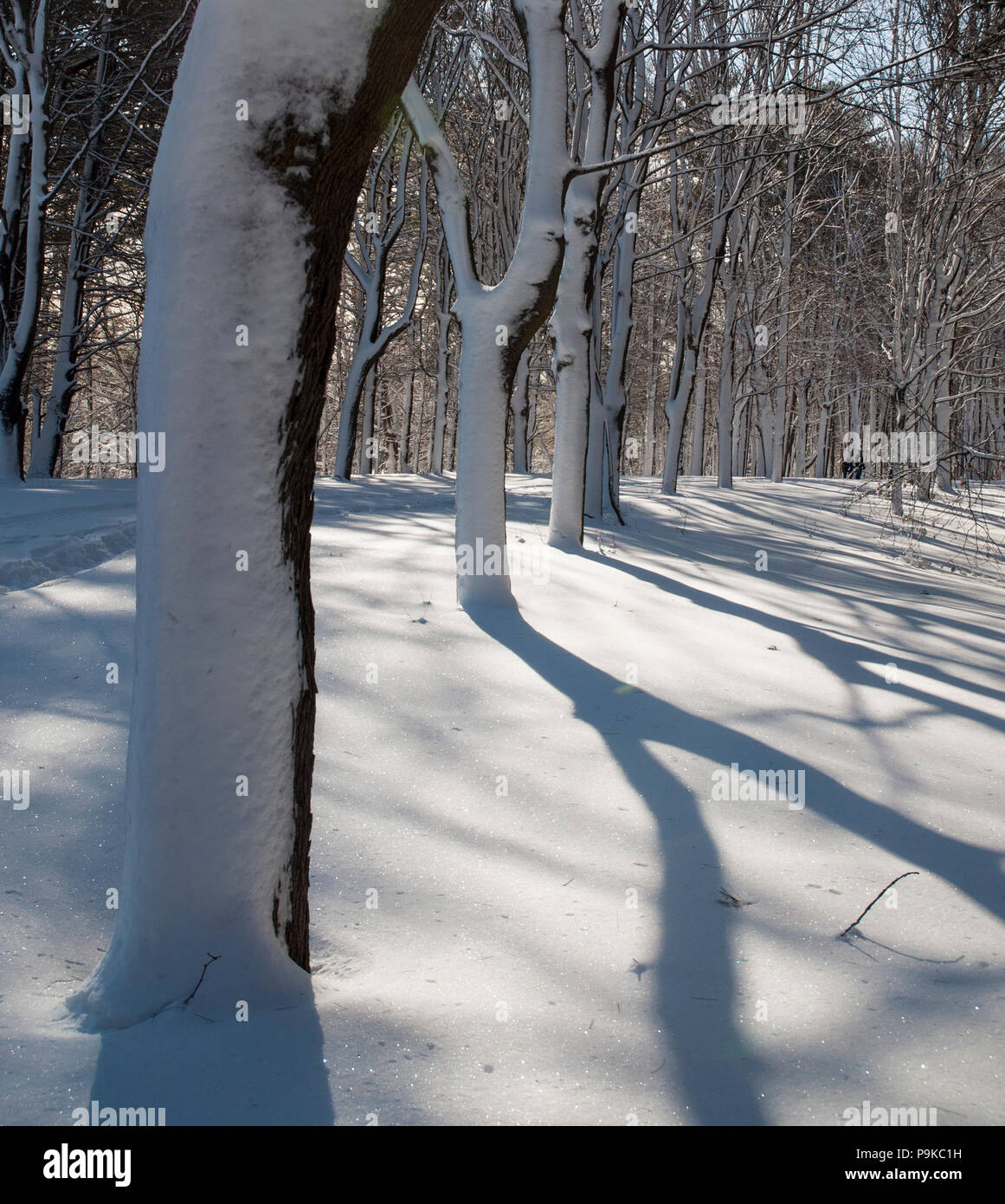 Winter snow is so quiet and peaceful in the woods Stock Photo Alamy