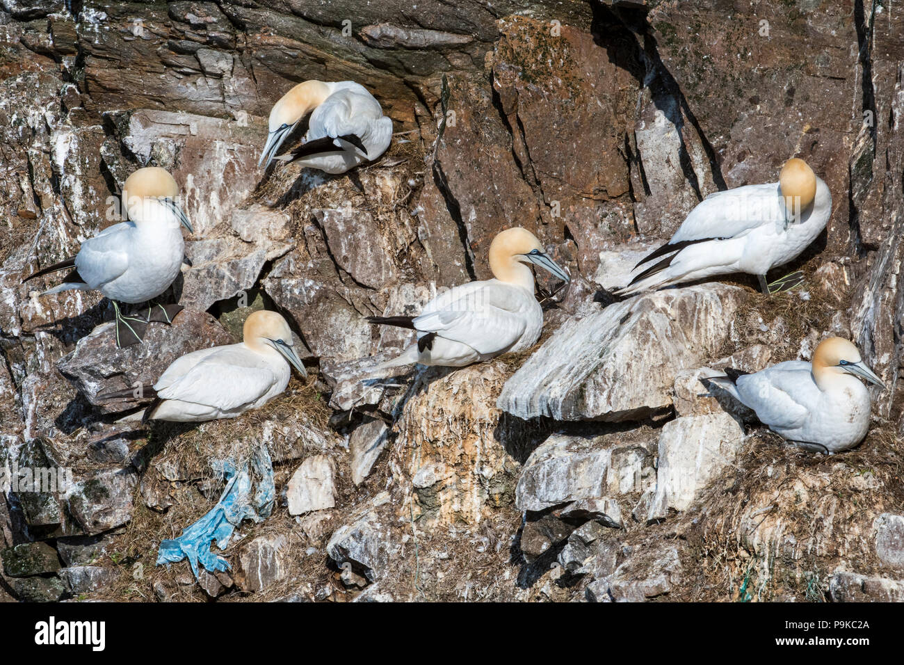 Northern gannets (Morus bassanus) breeding on nests partly made of discarded plastic waste in sea cliff at seabird colony in spring Stock Photo