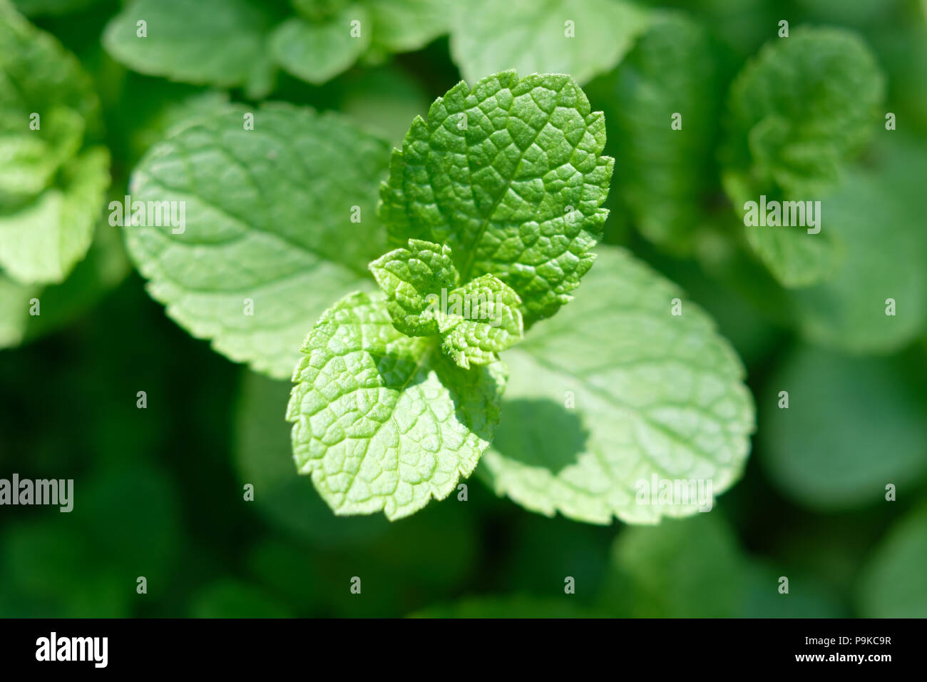 Peppermint mint twigs closeup Stock Photo