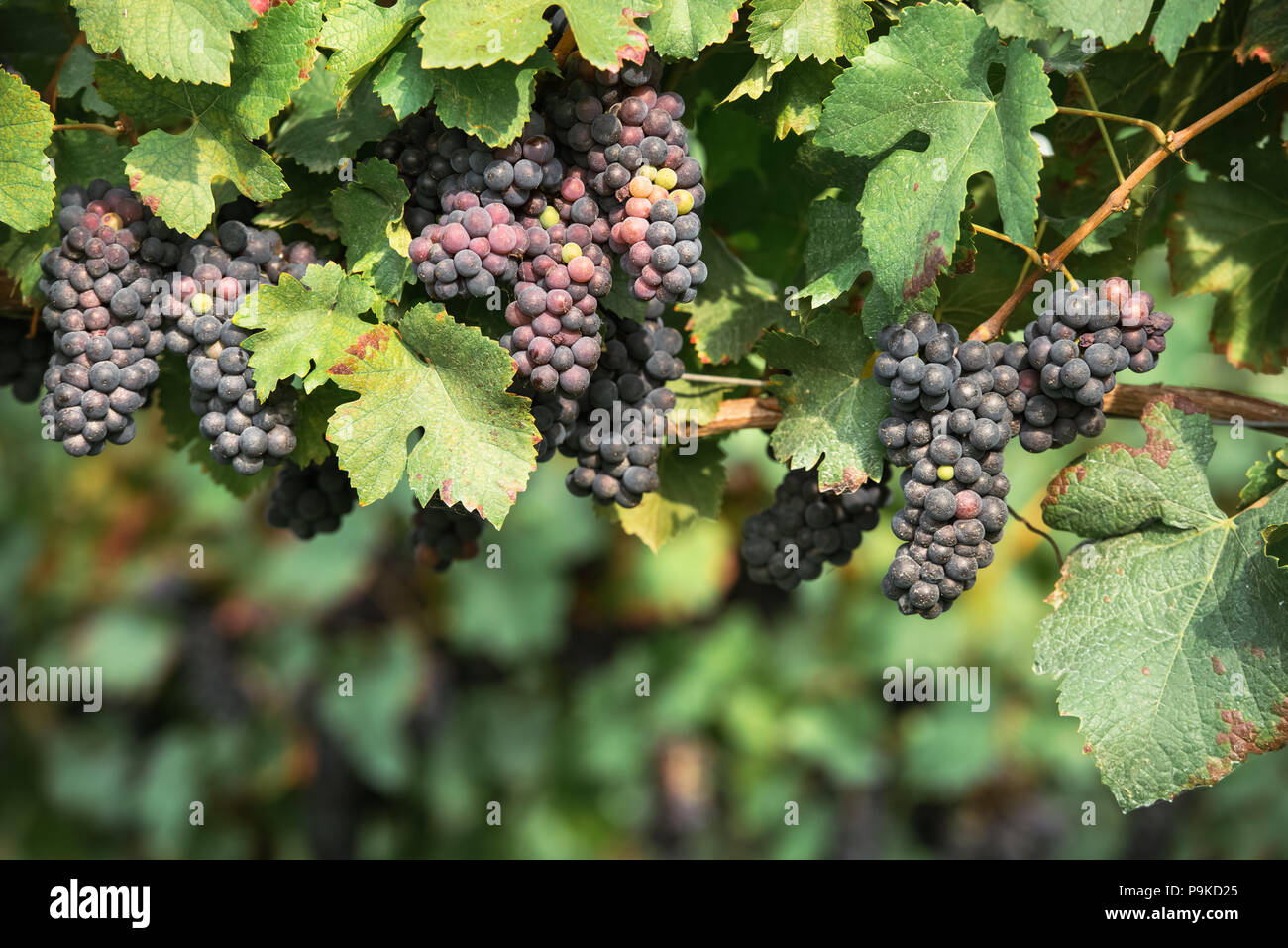 Blue grape branchs closeup Stock Photo - Alamy