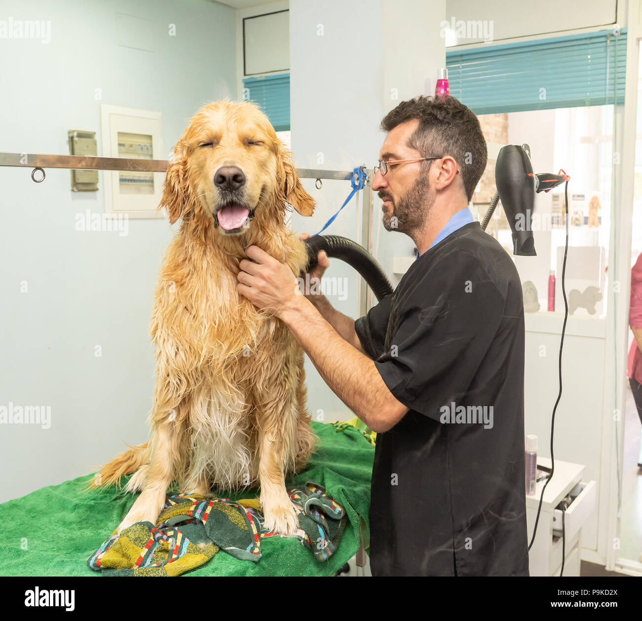 male pet groomer washing and cleaning a golden retriever in grooming