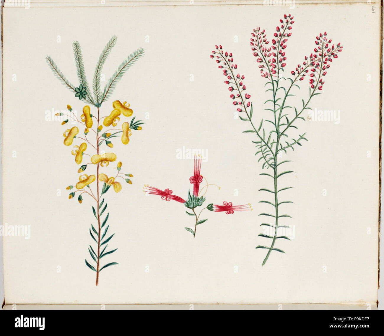 Five corners flower hires stock photography and images Alamy