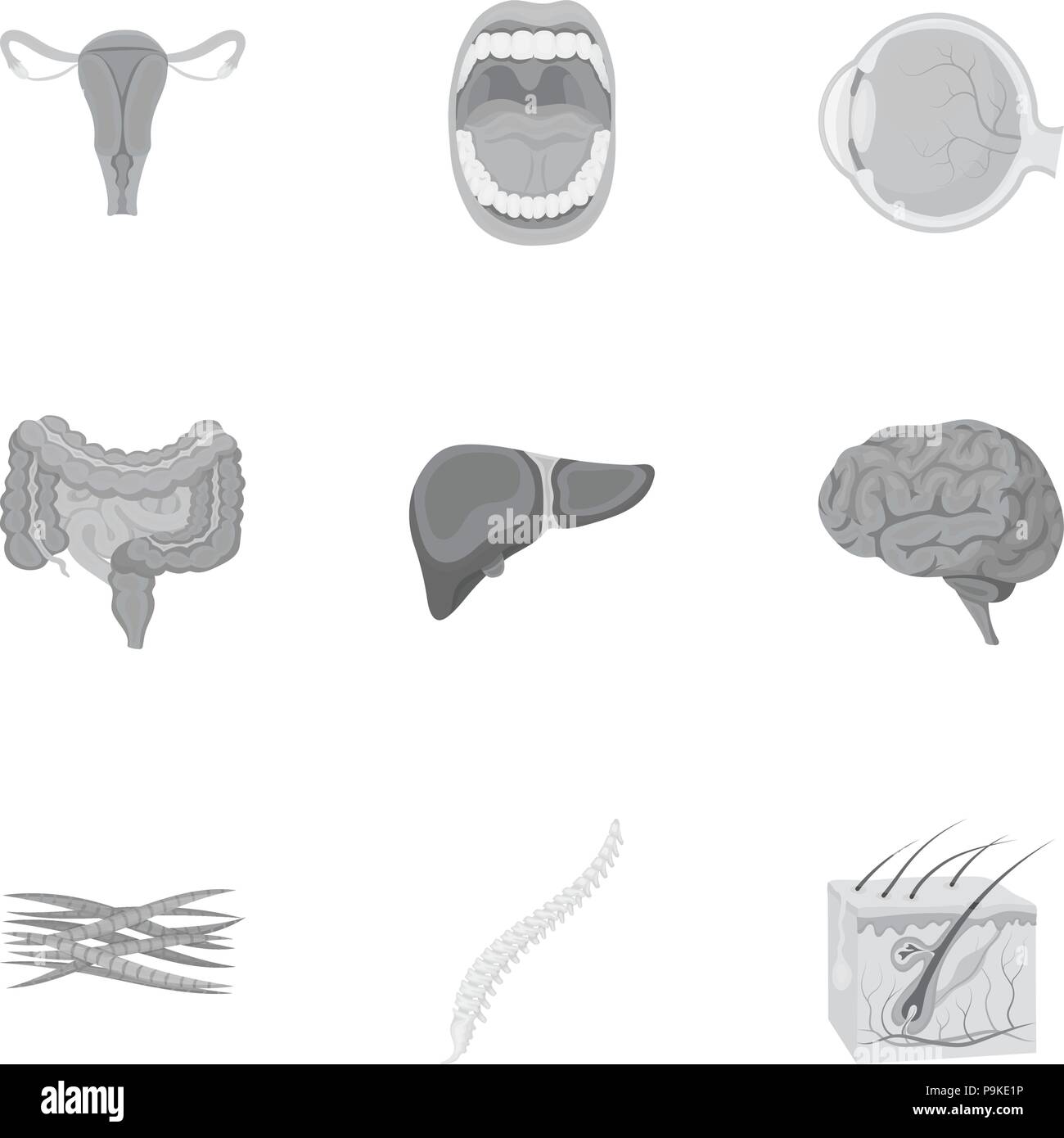 Organs set icons in monochrome style. Big collection of organs vector symbol stock Stock Vector