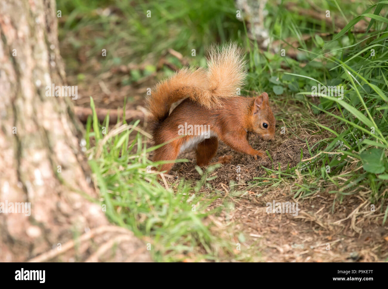 Squirrel burying nuts hires stock photography and images Alamy