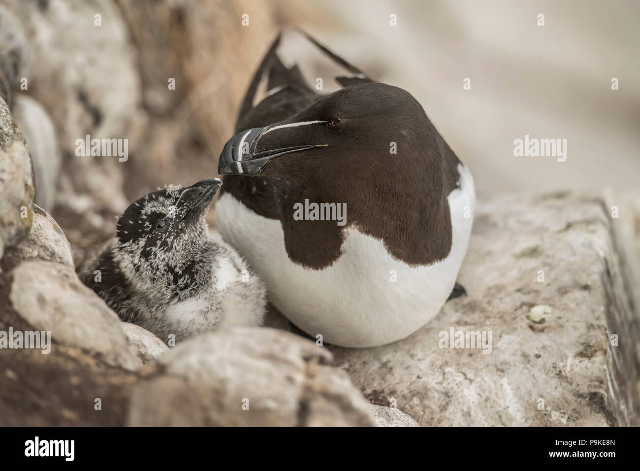 Razorbill and its chick sitting on a cliff in the Summer time Stock ...