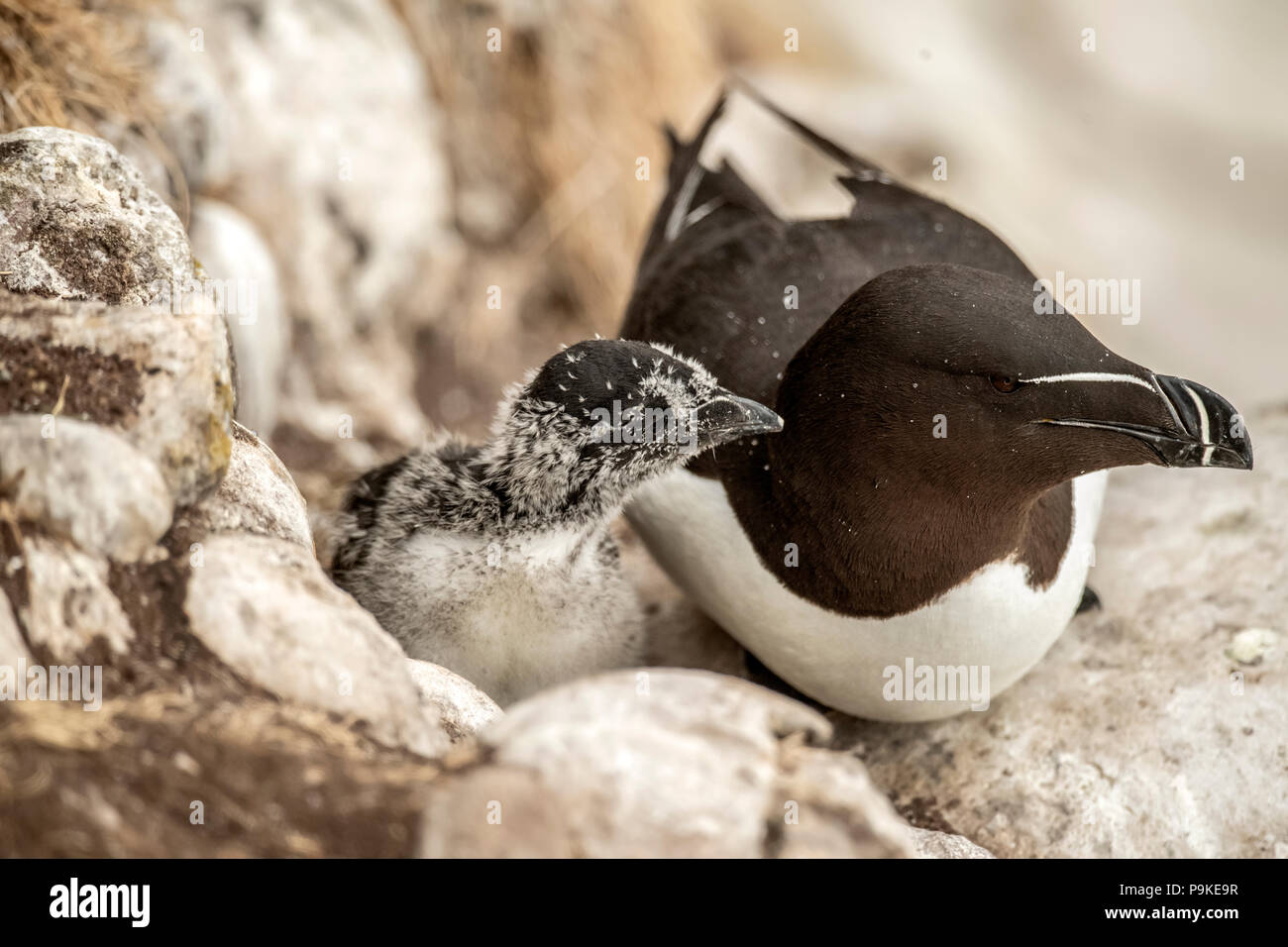 Juvenile razorbill hi-res stock photography and images - Alamy