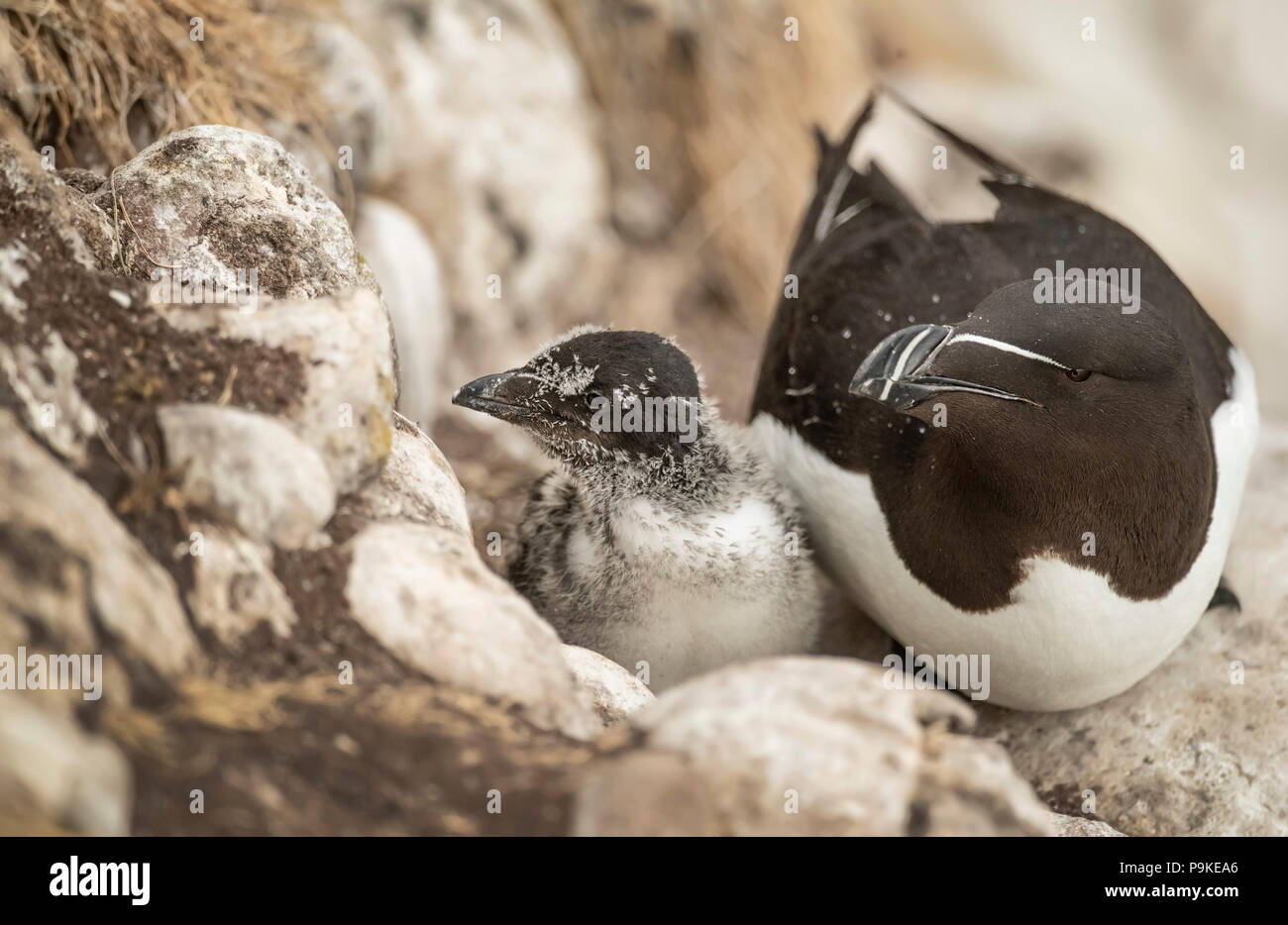 Razorbill and its chick sitting on a cliff in the Summer time Stock ...