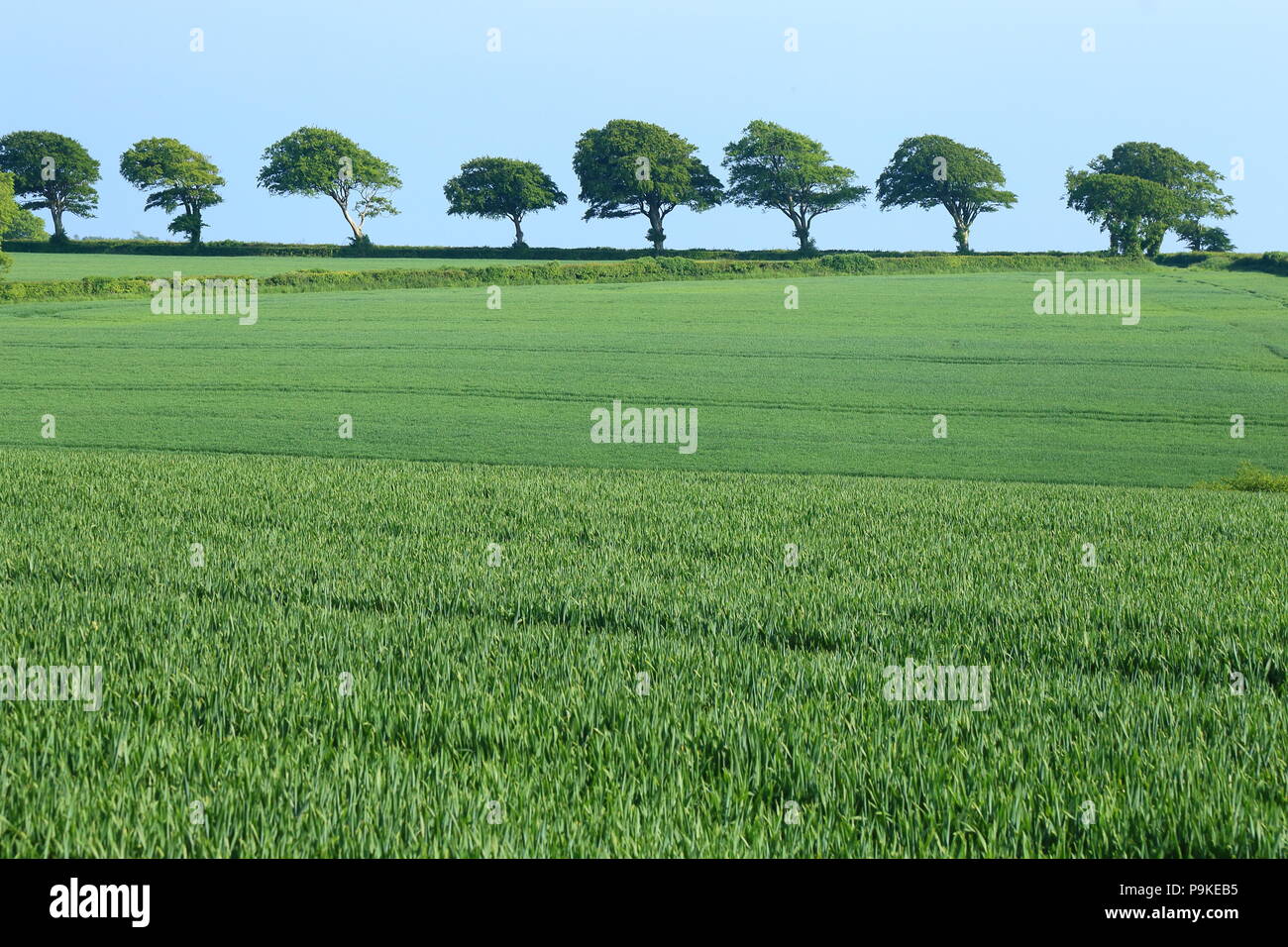 Agricultural field on a farmland  in East Devon Stock Photo