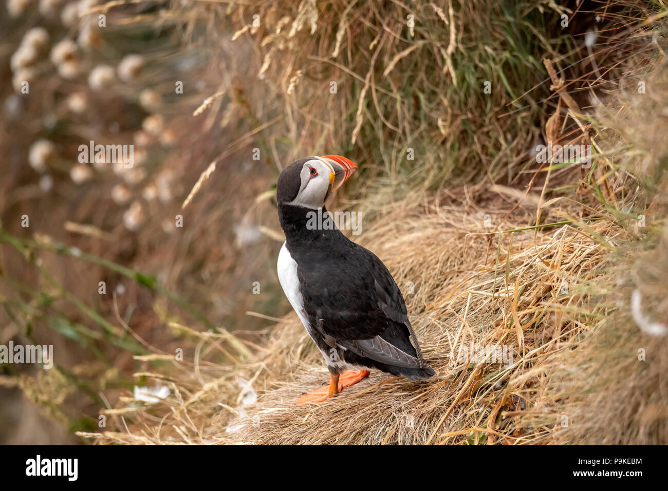 Puffin standing on a grass covered cliff in the spring time in scotland, close up Stock Photo