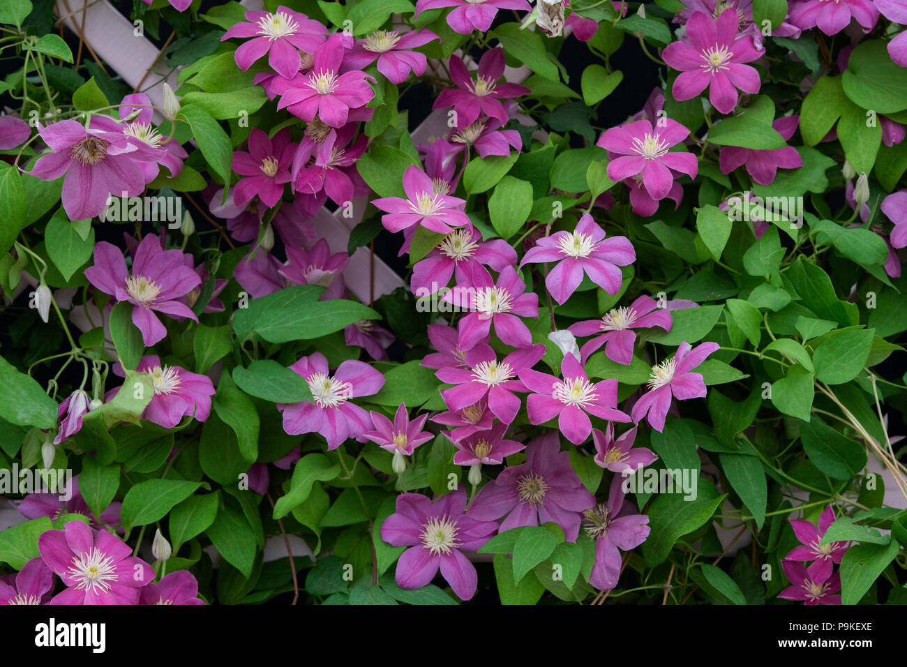 Clematis ‘Alaina' flowers. Early Large-Flowered Clematis Stock Photo