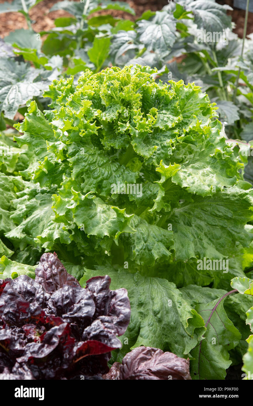 Lactuca sativa. Lettuces ‘Lettony’ in a vegetable garden Stock Photo