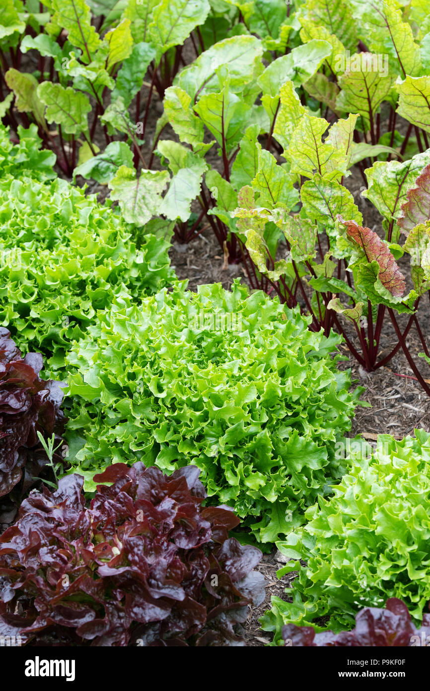 Lactuca sativa. Lettuces ‘Mazur’ in a vegetable garden Stock Photo