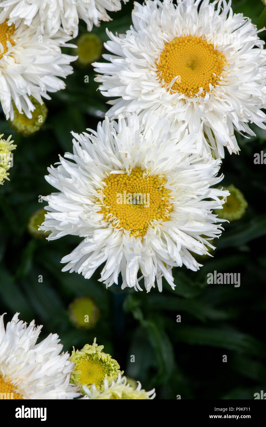 Leucanthemum x superbum 'Engelina'. Shasta daisy flower. Marguerite ‘Engelina’. Chrysanthemum maximum ‘Engelina’ Stock Photo