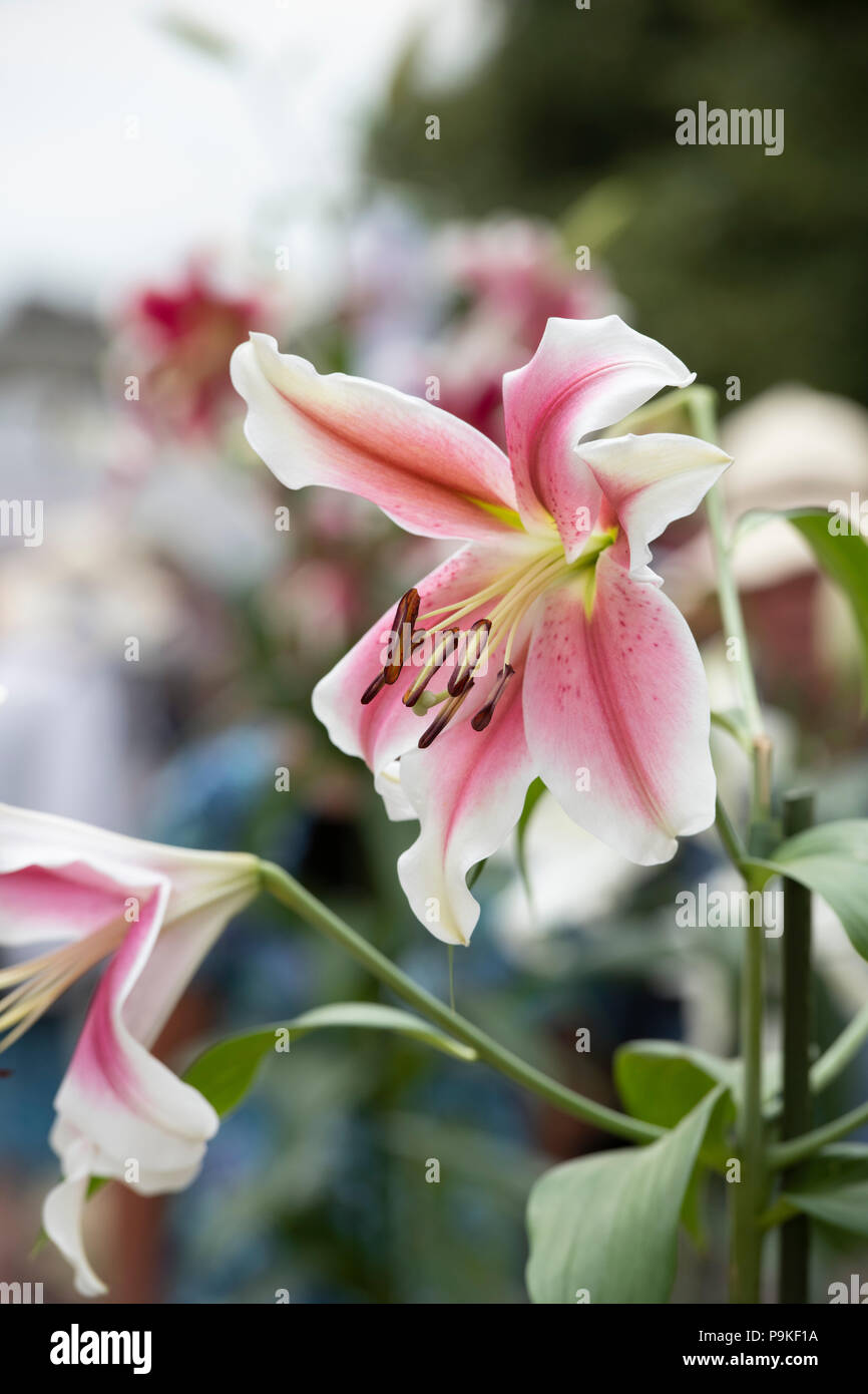 Lilium longiflorum oriental pink brilliant hi-res stock photography and ...