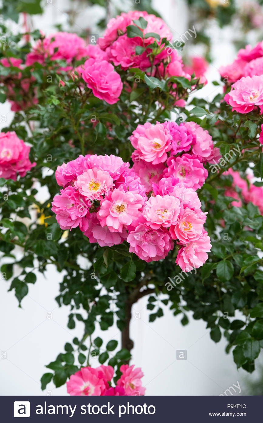 Rose Flower Carpet Stock Photos & Rose Flower Carpet Stock Images Alamy