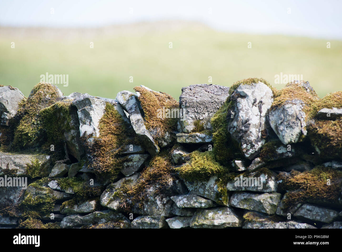 traditional stone wall dyke in the scottish borders Stock Photo