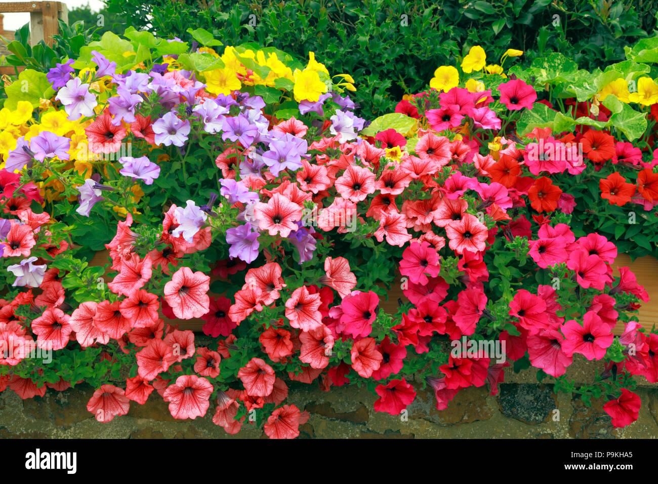 Petunias on wall, red, yellow, purple, pink, colour, mixed, colours, petunia Stock Photo