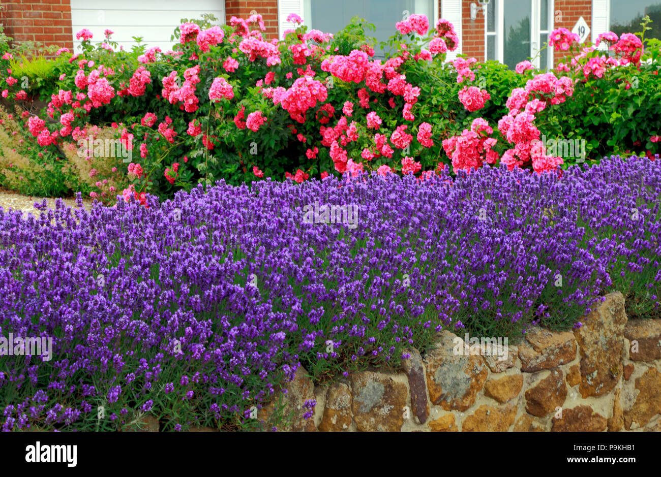 Blue, purple, lavender, pink Roses, front garden, wall, Lavandula, Rosa Stock Photo