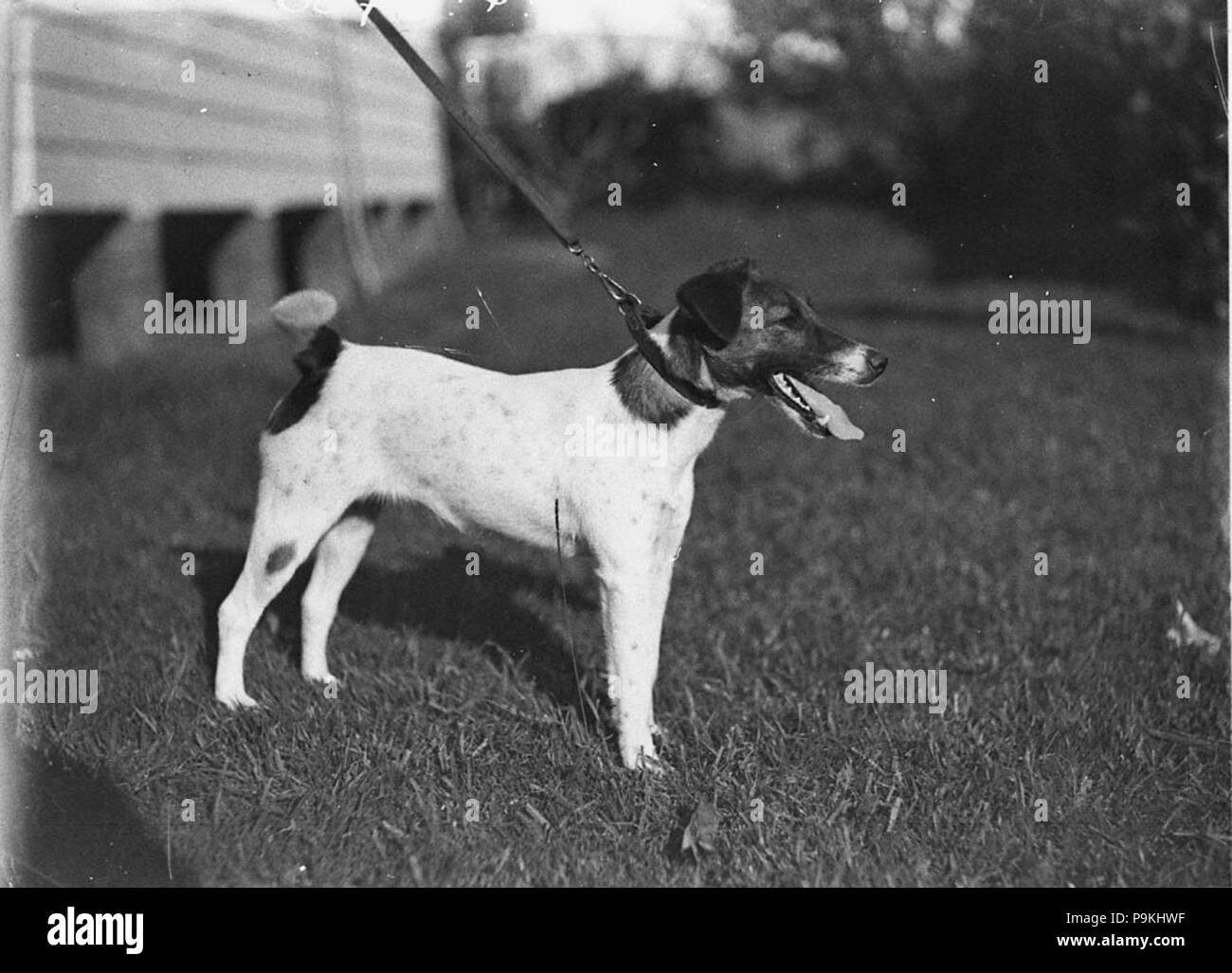 Wirehaired Terrier Black And White Stock Photos Images Alamy