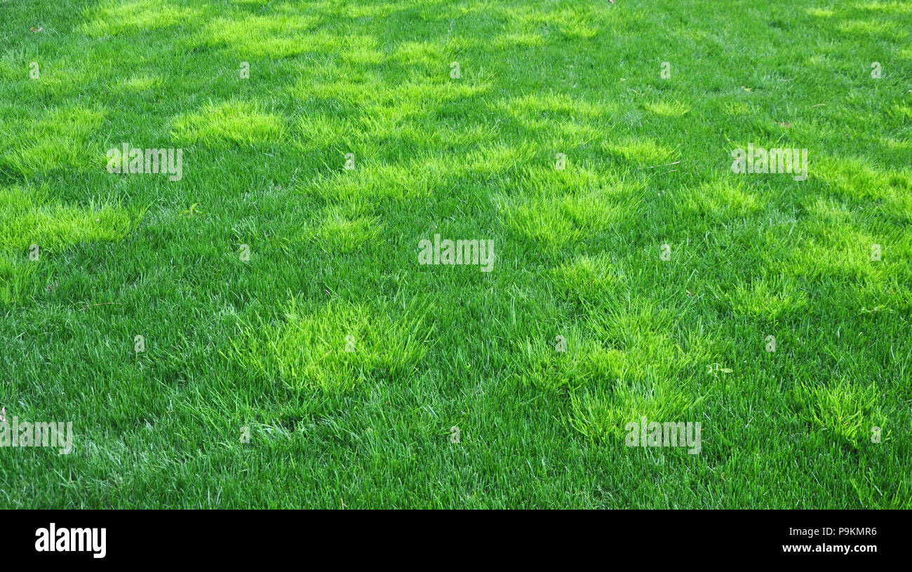 A troublesome annual bluegrass light green in color called poa trivialis Stock Photo