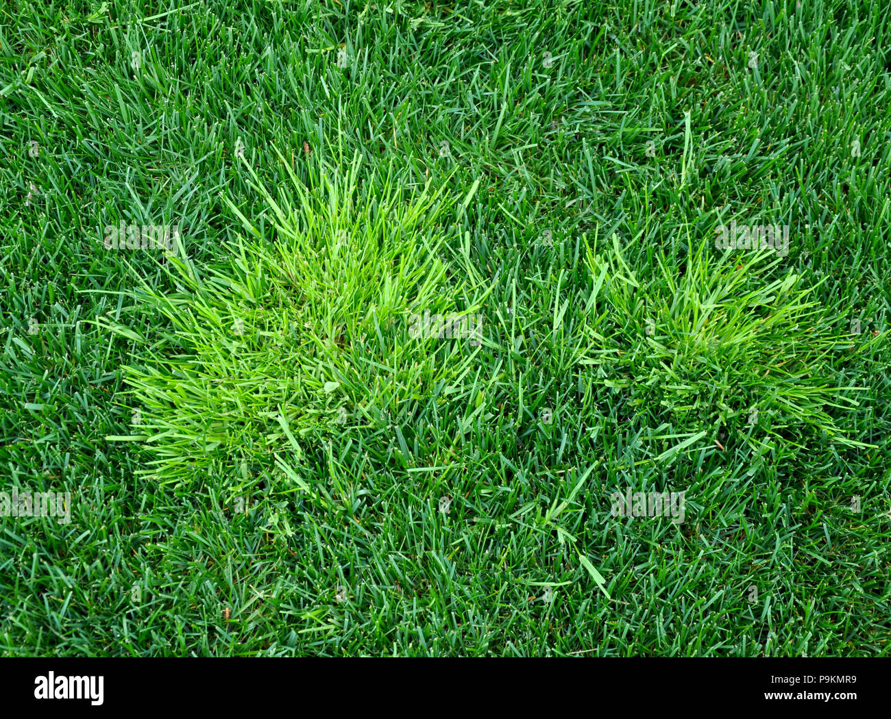 A troublesome annual bluegrass light green in color called poa trivialis Stock Photo