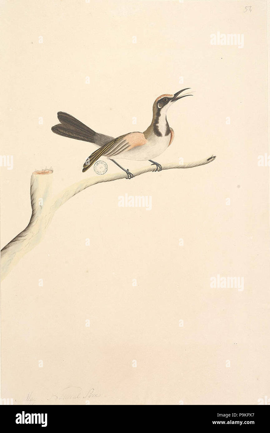 Phylidonyris melanops hires stock photography and images Alamy