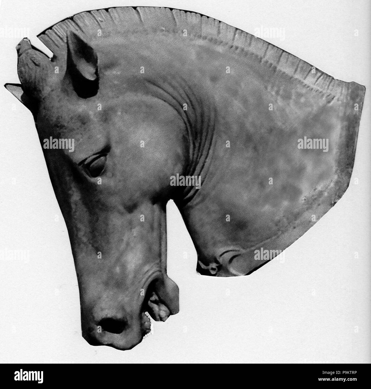 309 Testa Di Cavallo Terracotta Del Centro Allevamento Quadrupedi Di Portovecchio Stock Photo Alamy