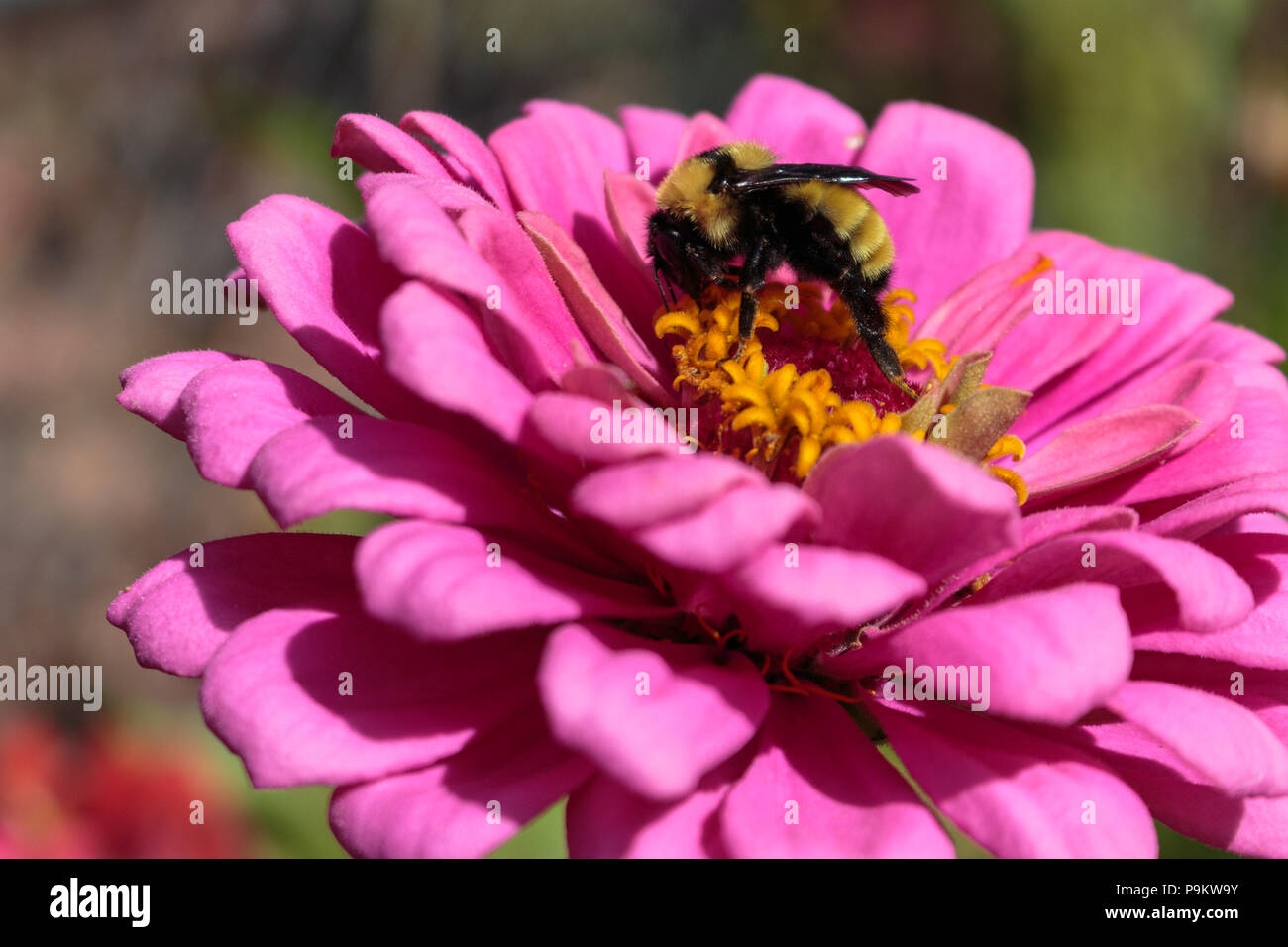 A bumblebee feeding busily on a brilliant pink zinnia flowers fuzzy open florets Stock Photo
