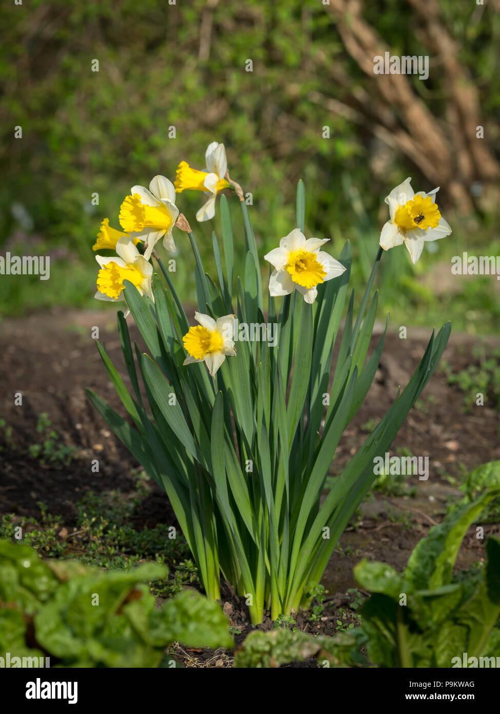 Closeup of a group of daffodils (Narcissus pseudonarcissus) on a sunny day in spring Stock Photo