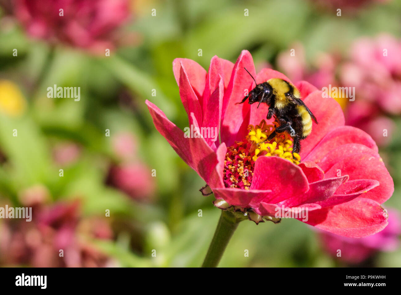 A bumblebee rising up on its hind legs on a red zinnia flower Stock ...