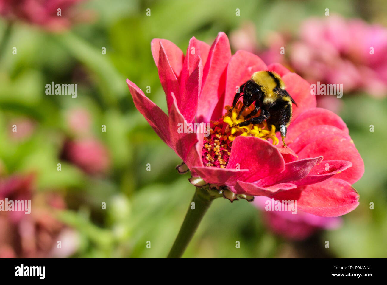 A black and yellow bumblebee feeding on a zinnia flowers nectar with