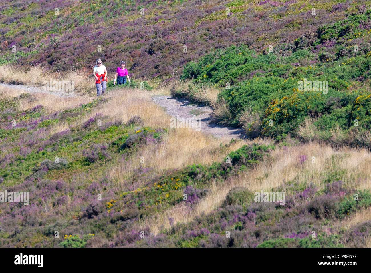 Denbighshire, North Wales, 19th July 2018, UK Weather:  Another hot day ahead with the drought continuing for the next to weeks as parched land expands across many parts of the UK. A couple of ladies walking along the Offa's Dyke Path from Moel Famau as the heather tries to flower during the drought conditions with extreme fire risk over the entire Clwydian Range, Denbighshire, Wales Credit: DGDImages/Alamy Live News Stock Photo
