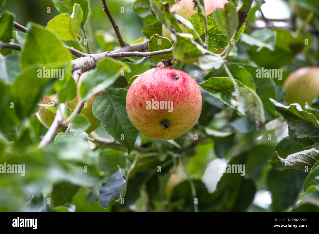 Apple tree with red apples [genus Malus] Stock Photo Alamy
