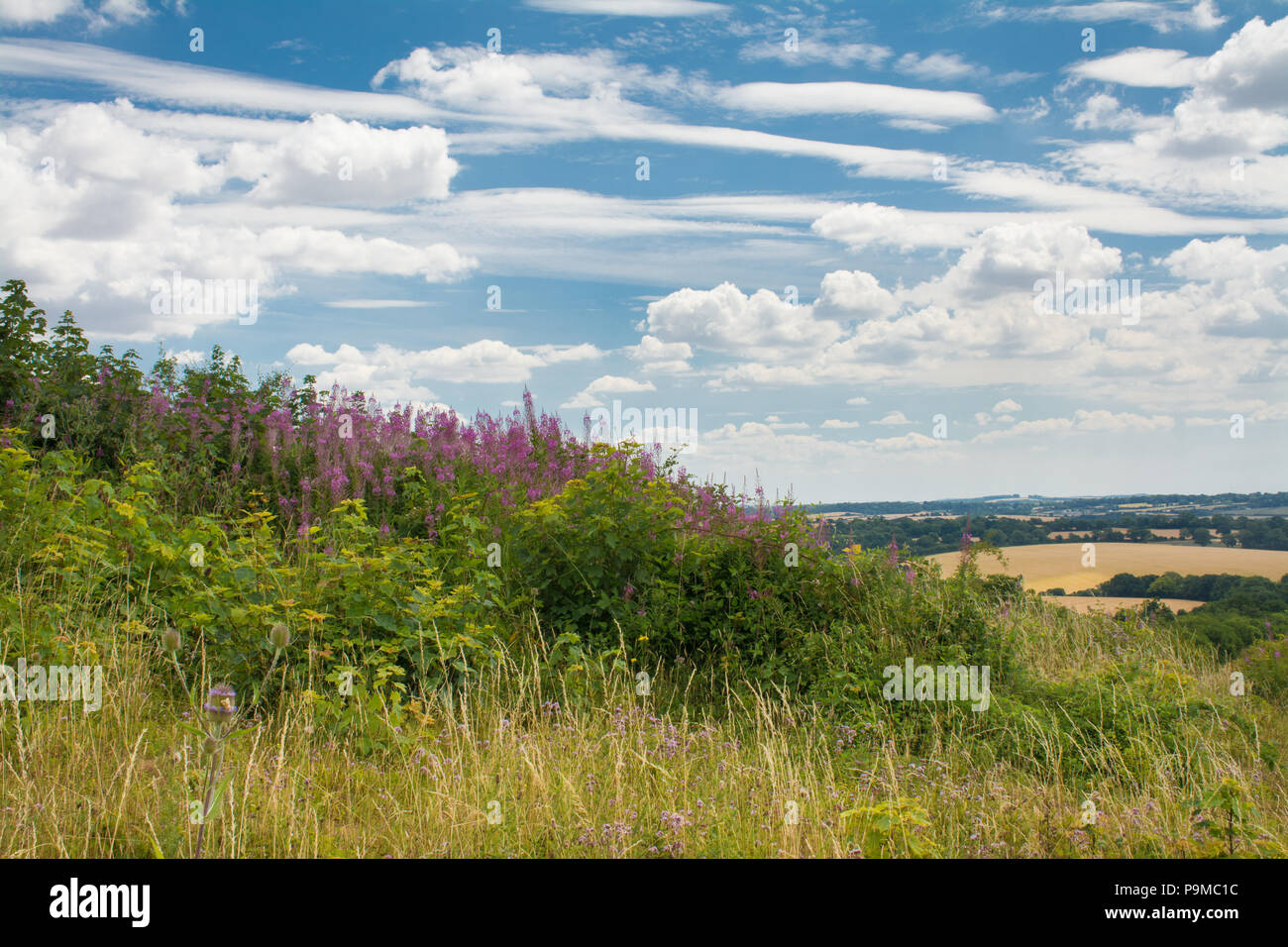 Stockbridge Down countryside landscape during summer in Hampshire, UK Stock Photo