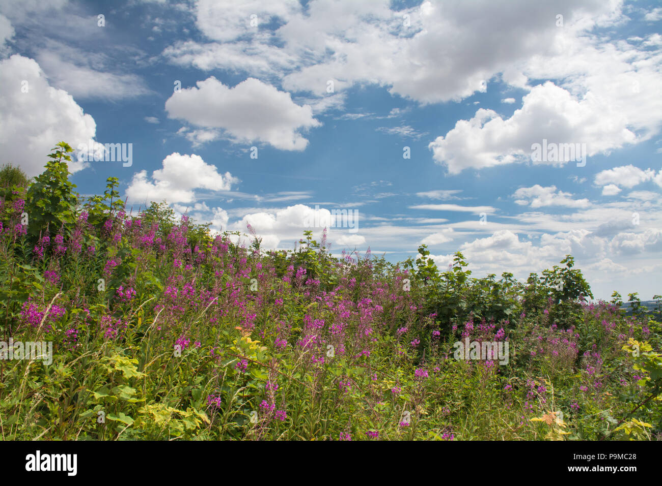 Stockbridge Down countryside landscape during summer in Hampshire, UK Stock Photo