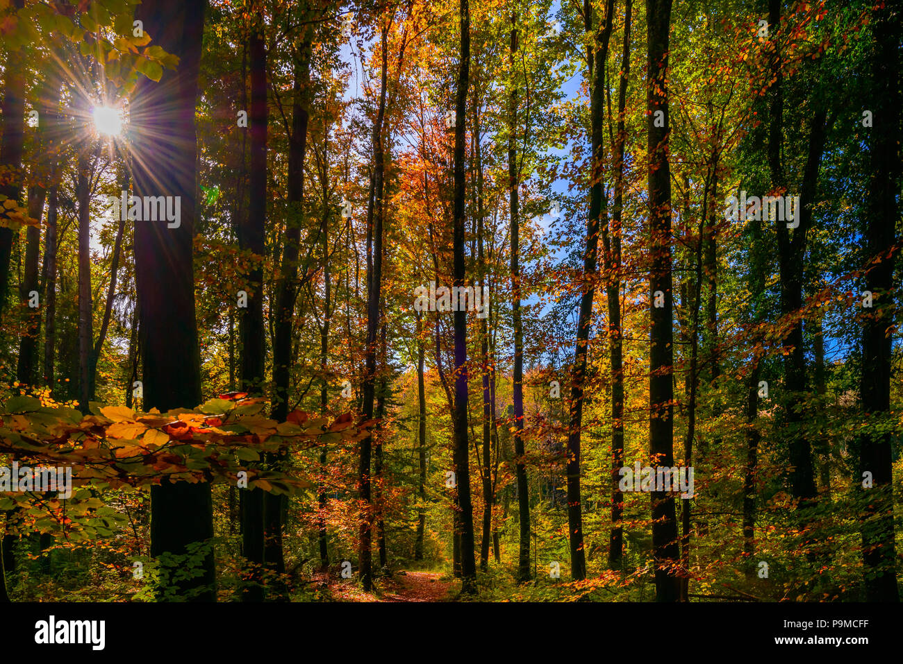 Golden autumn light through the colored leaves in the forest. Forest near Bussigny, Switzerland Stock Photo