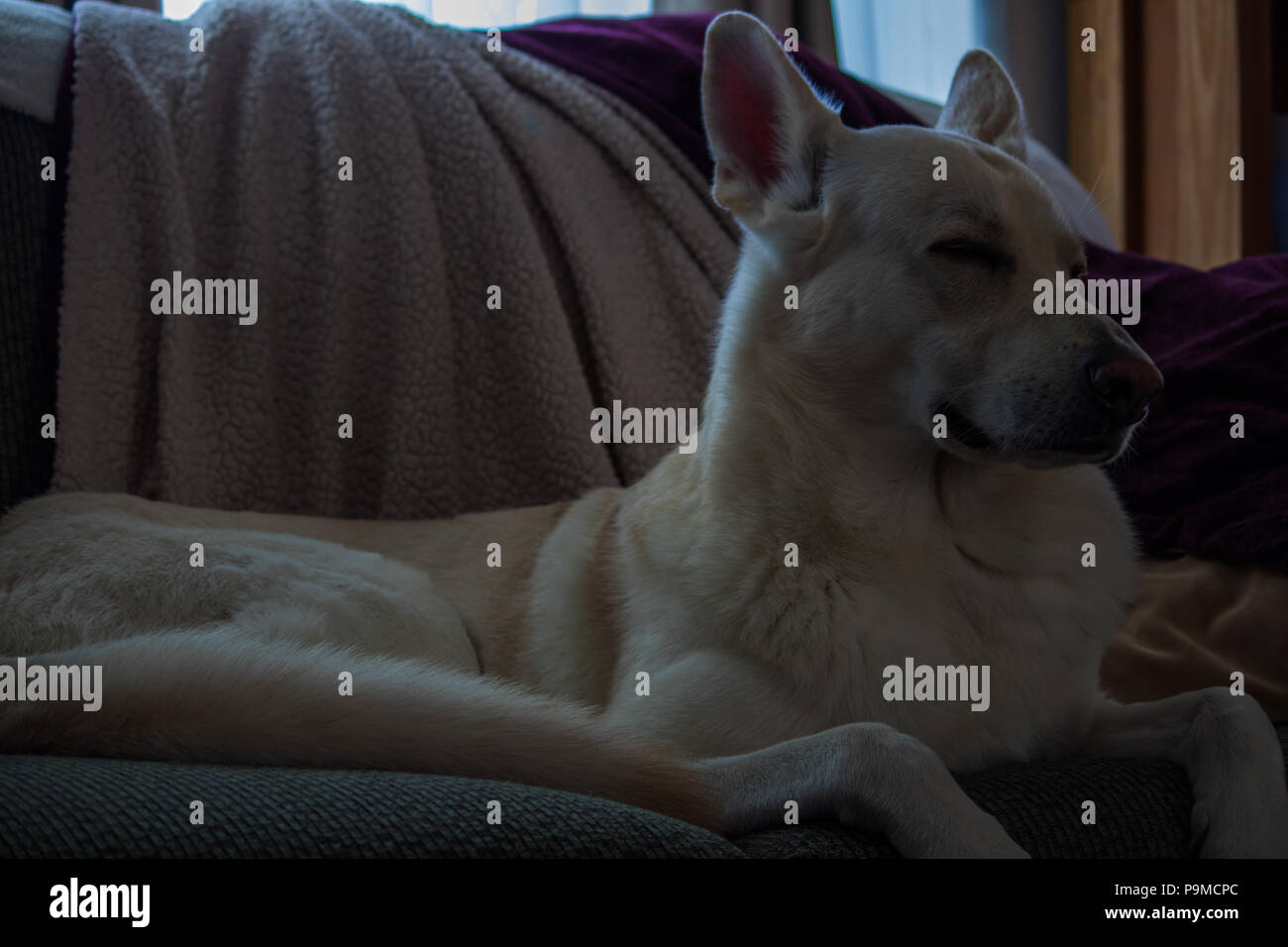 White german shepherd trying to stay awake Stock Photo