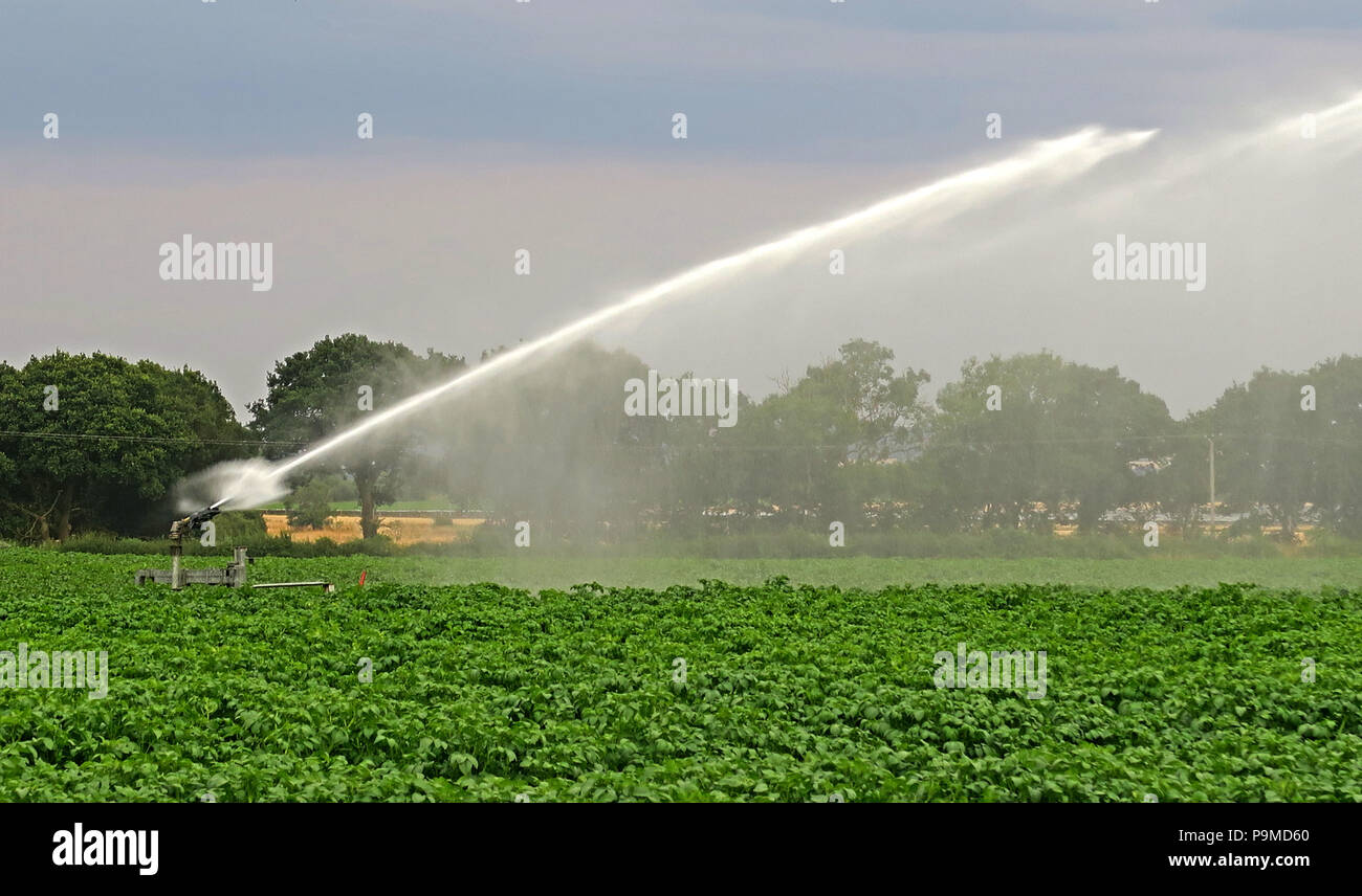 Water sprinkler in a Yorkshire Crop field of potatoes, Summer, England, UK Stock Photo